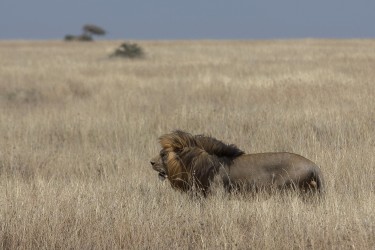 8R2A1686 Lion Serengeti North Tanzania