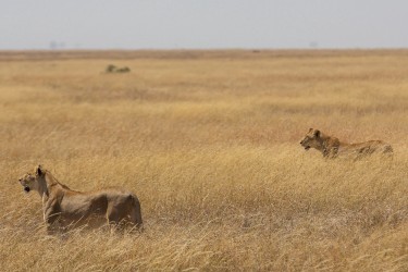8R2A1701 Lion Serengeti North Tanzania