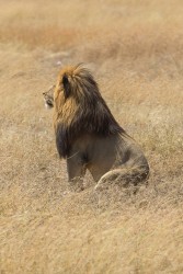 8R2A1714 Lion Serengeti North Tanzania