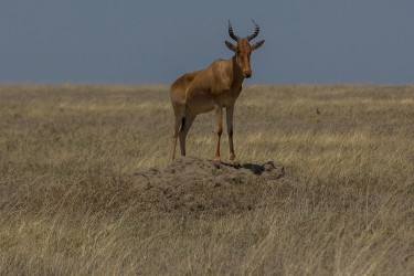 8R2A1720 Jackson Hartbeest Serengeti North Tanzania