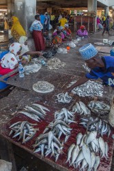 8R2A9824 Fish Market DAR Tanzania