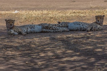 8R2A1732 Cheetah Serengeti North Tanzania
