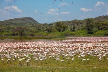 0S8A7634 Lake Bogoria Kenya