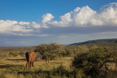 0S8A7960 Laikipia Plateau Central Kenya