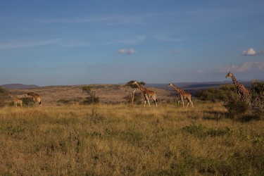 0S8A8011 Laikipia Plateau Central Kenya