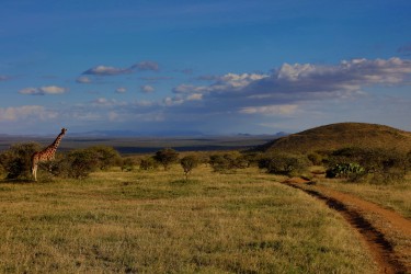0S8A8017 Laikipia Plateau Central Kenya