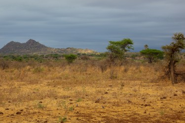 0S8A8164 Meru NP Central Kenya