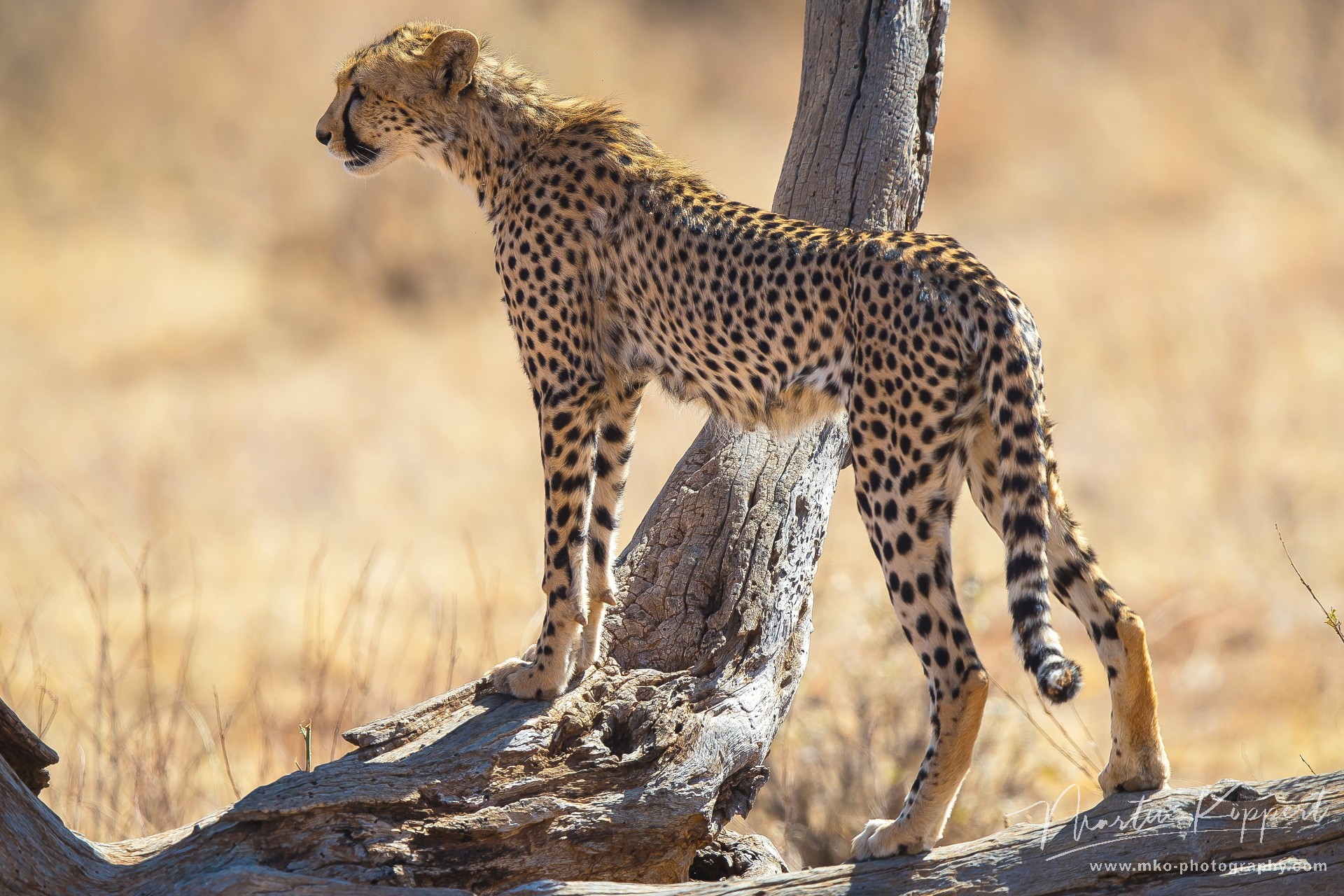 00000000 Cheetah Samburu NP Central Kenya