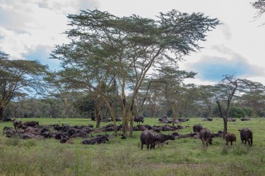 0S8A7583 Buffalo Lake Nakuru NP Kenya