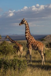 0S8A8008 Giraffe Laikipia Plateau Central Kenya
