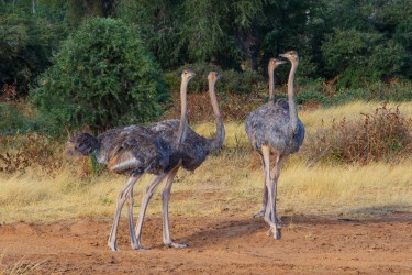 0S8A8085 Ostrich Samburu NP Central Kenya