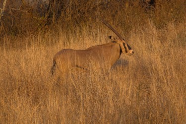0S8A8911 Orix Antilope Tsavo West NP South Kenya