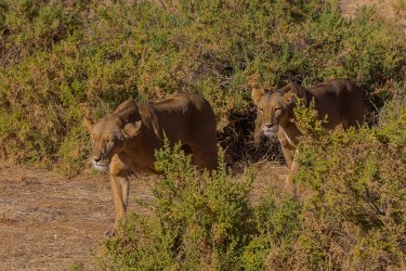 8R2A0006 Lion Samburu NP Central Kenya