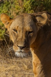 8R2A0012 Lion Samburu NP Central Kenya