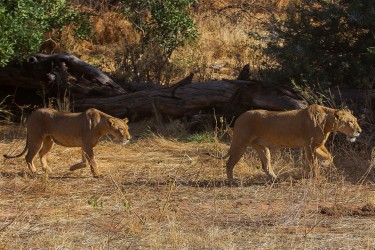 8R2A0036 Lion Samburu NP Central Kenya