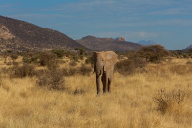 8R2A0043 Elephant Samburu NP Central Kenya