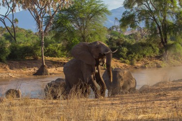 8R2A0092 Elephant Samburu NP Central Kenya