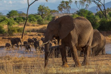 8R2A0095 Elephant Samburu NP Central Kenya