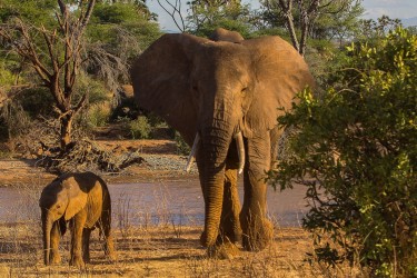 8R2A0098 Elephant Samburu NP Central Kenya