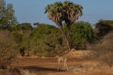 8R2A0137 Giraffe Meru NP Central Kenya