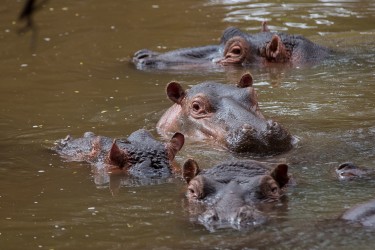 8R2A0339 Hippo Meru NP Central Kenya