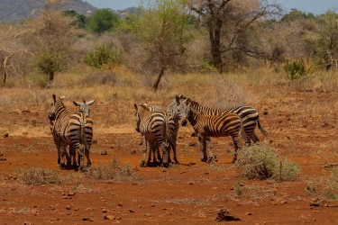 8R2A0357 Zebra Meru NP Central Kenya