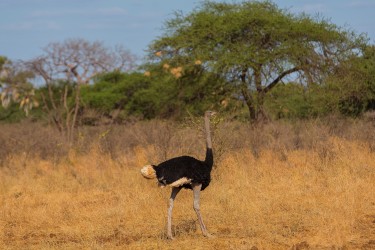 8R2A0367 Somali Ostrich Meru NP Central Kenya