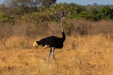 8R2A0368 Somali Ostrich Meru NP Central Kenya