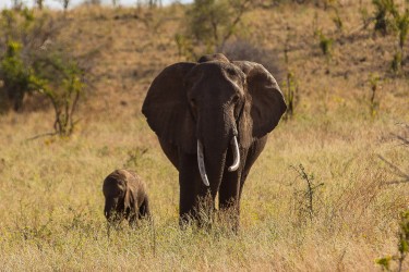 8R2A0379 Elephant Meru NP Central Kenya