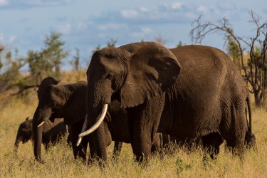 8R2A0391 Elephant Meru NP Central Kenya