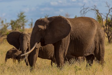 8R2A0393 Elephant Meru NP Central Kenya