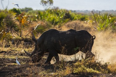 8R2A0402 White Rhino Meru NP Central Kenya