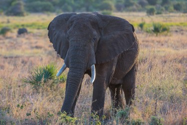 8R2A0409 Elephant Meru NP Central Kenya