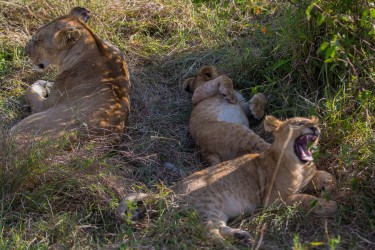 8R2A0525 Lion Masai Mara South Kenya