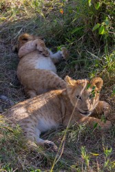 8R2A0531 Lion Masai Mara South Kenya