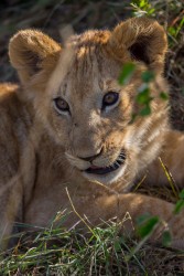 8R2A0541 Lion Masai Mara South Kenya