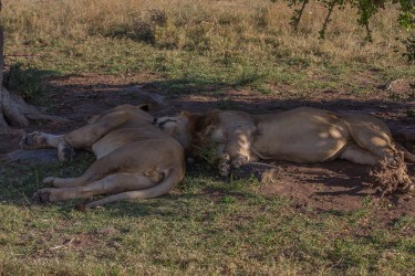 8R2A0548 Lion Masai Mara South Kenya
