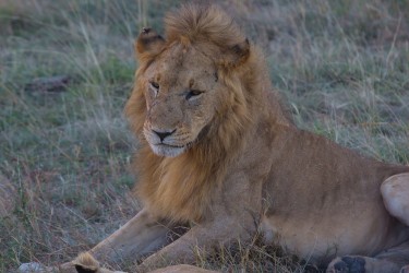 8R2A0557 Lion Masai Mara South Kenya