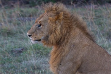8R2A0560 Lion Masai Mara South Kenya