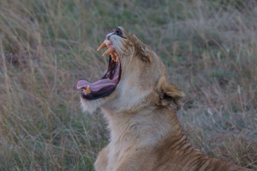 8R2A0580 Lion Masai Mara South Kenya