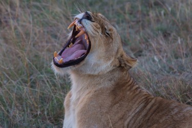 8R2A0583 Lion Masai Mara South Kenya