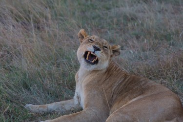 8R2A0585 Lion Masai Mara South Kenya