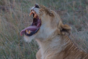 8R2A0590 Lion Masai Mara South Kenya