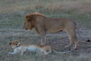 8R2A0600 Lion Masai Mara South Kenya