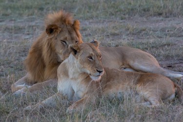 8R2A0608 Lion Masai Mara South Kenya