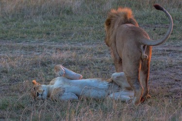 8R2A0651 Lion Masai Mara South Kenya