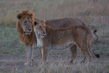 8R2A0658 Lion Masai Mara South Kenya