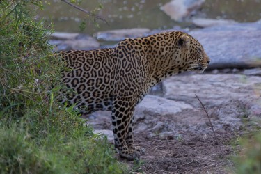 8R2A0669 Leopard Masai Mara South Kenya