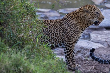 8R2A0685 1 Leopard Masai Mara South Kenya