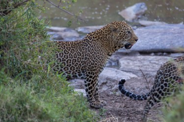 8R2A0685 Leopard Masai Mara South Kenya